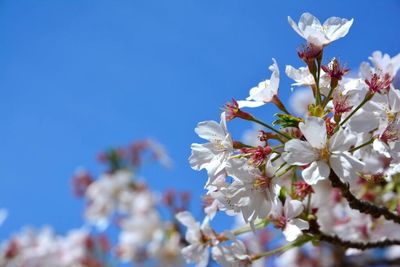 Close-up of white flowers against blue sky