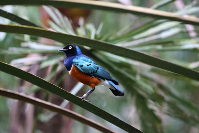 Close-up of bird perching on branch