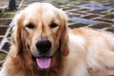 Close-up portrait of a dog