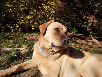 Dog looking away while sitting on field