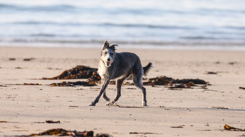 Dog running on beach