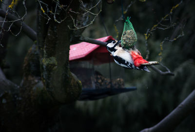 Close-up of bird perching on feeder