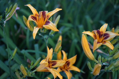 Close-up of orange lily flowers