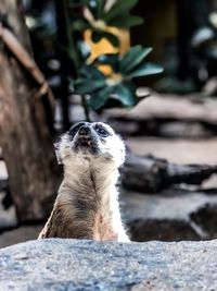 Meerkat standing on rock