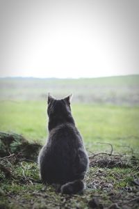 Cat on grassy field