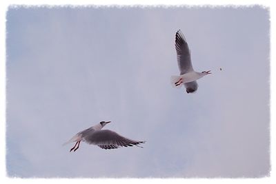 Low angle view of seagull flying