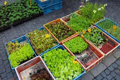 High angle view of plants in crate at market stall