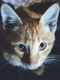 Close-up portrait of a cat