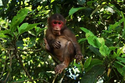 Portrait of monkey sitting on tree