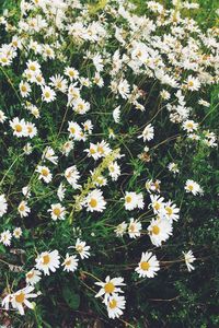 Close-up of white daisy flowers blooming in field