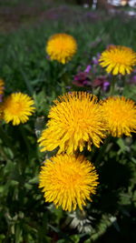 Close-up of yellow flower