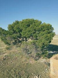 Tree on field against clear sky