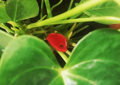 Close-up of ladybug on plant