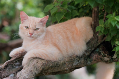 Close-up portrait of a cat