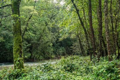 Trees in forest