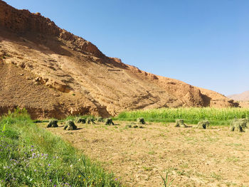 Scenic view of field against clear sky