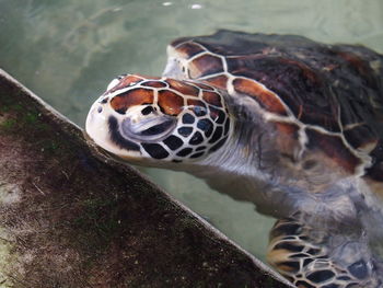 High angle view of green turtle in pond