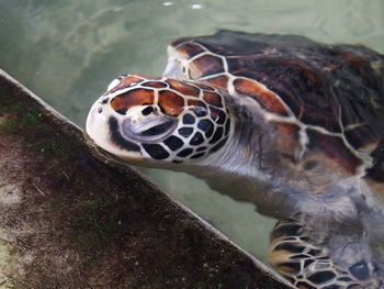 Close up of animal in water