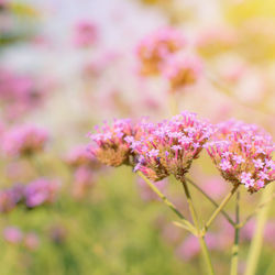 Close-up of pink flowering plant on field