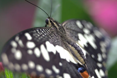 Close-up of butterfly