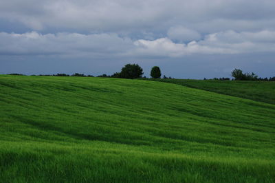 Scenic view of agricultural field against sky