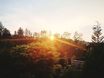 Trees growing on field against sky at sunset