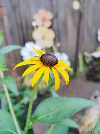 Close-up of yellow flower