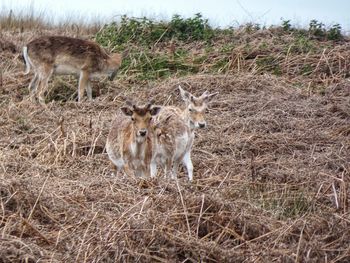 Deer standing in a field