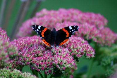 Close-up of butterfly pollinating on purple flower