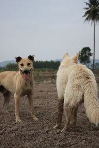 View of dog standing on land