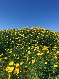 Close-up of yellow flowering plants on field against clear sky