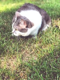 Cat lying on grass