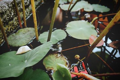 Close-up of plant leaves in lake