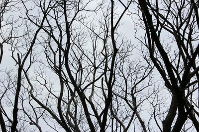 Low angle view of bare trees against sky