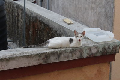 Portrait of cat resting on staircase