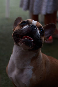 Close-up portrait of dog looking away