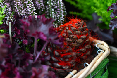 Close-up of red flowers