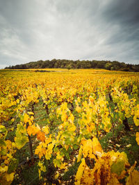 Scenic view of yellow flowers growing on field against sky