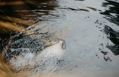 High angle view of rippled water