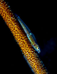 Close-up of fish swimming in sea