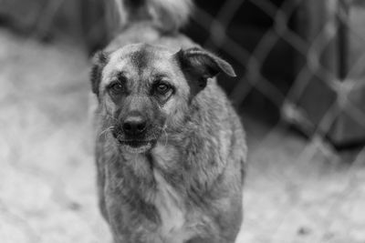 Close-up portrait of dog on field