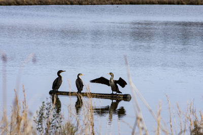 Ducks on log