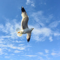 Low angle view of seagull flying in sky