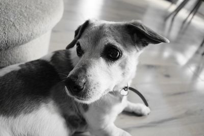 Close-up portrait of dog