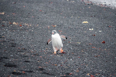 High angle view of bird on street