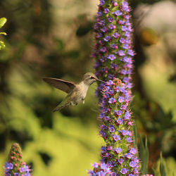 Hummingbird pollinating on purple flowering plant