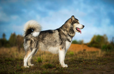 Side view of dog standing on field against sky