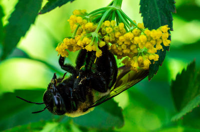 Close-up of butterfly pollinating on flower