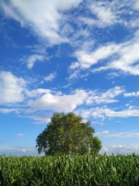 Plants growing on field against sky