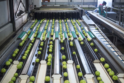 Green apples in factory being sorted